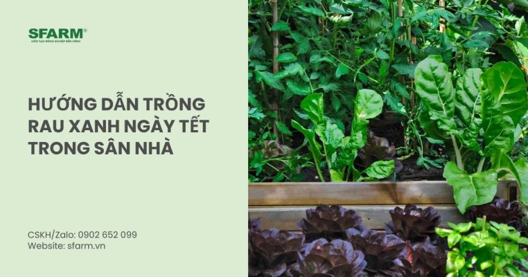 trong rau xanh ngay tet trong san thumb
