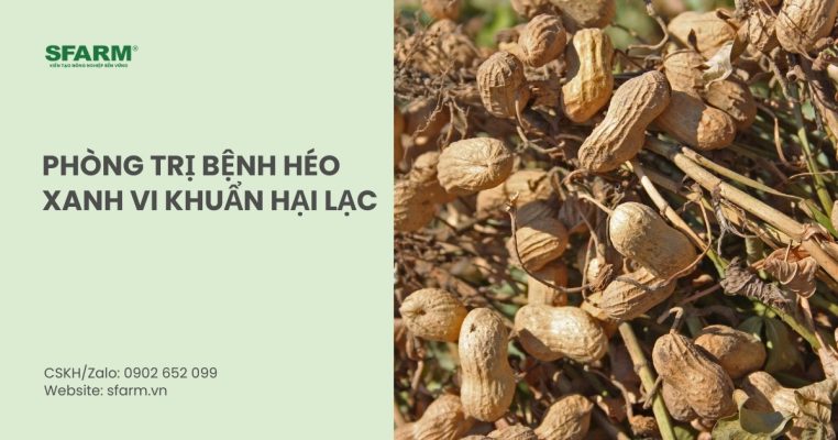 benh heo xanh vi khuan hai lac thumb