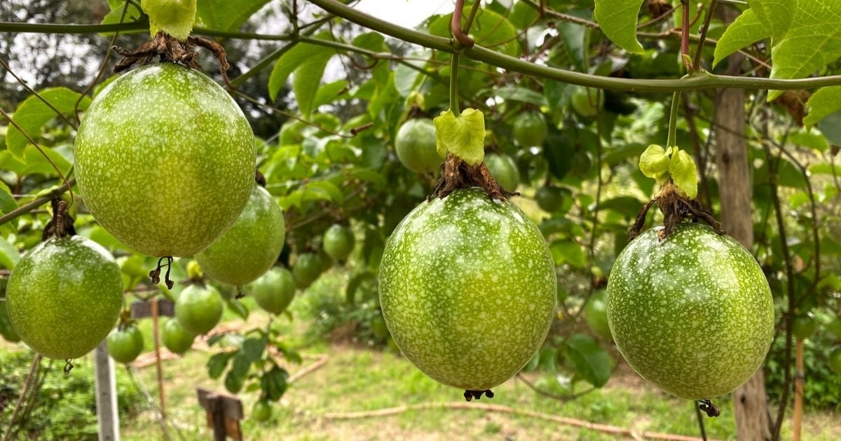 Độ ẩm cao có thể khiến cây dễ mắc bệnh hơn