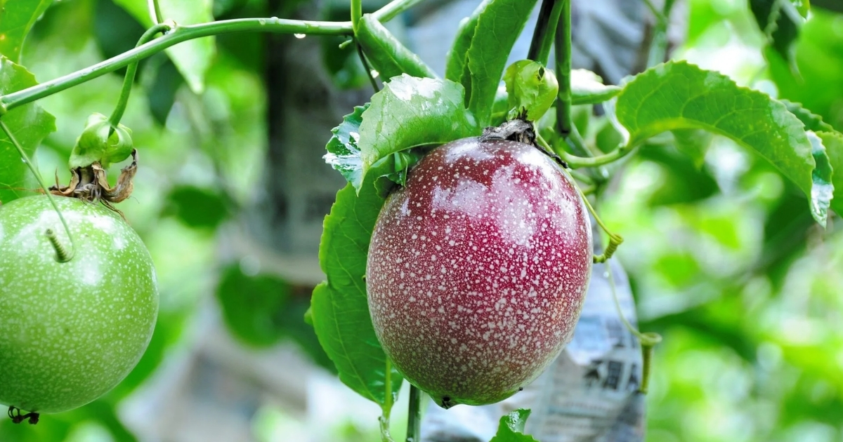 Cách phòng trị bệnh phấn trắng trên chanh dây