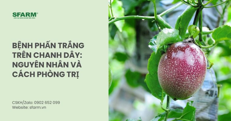 benh phan trang tren chanh day thumb