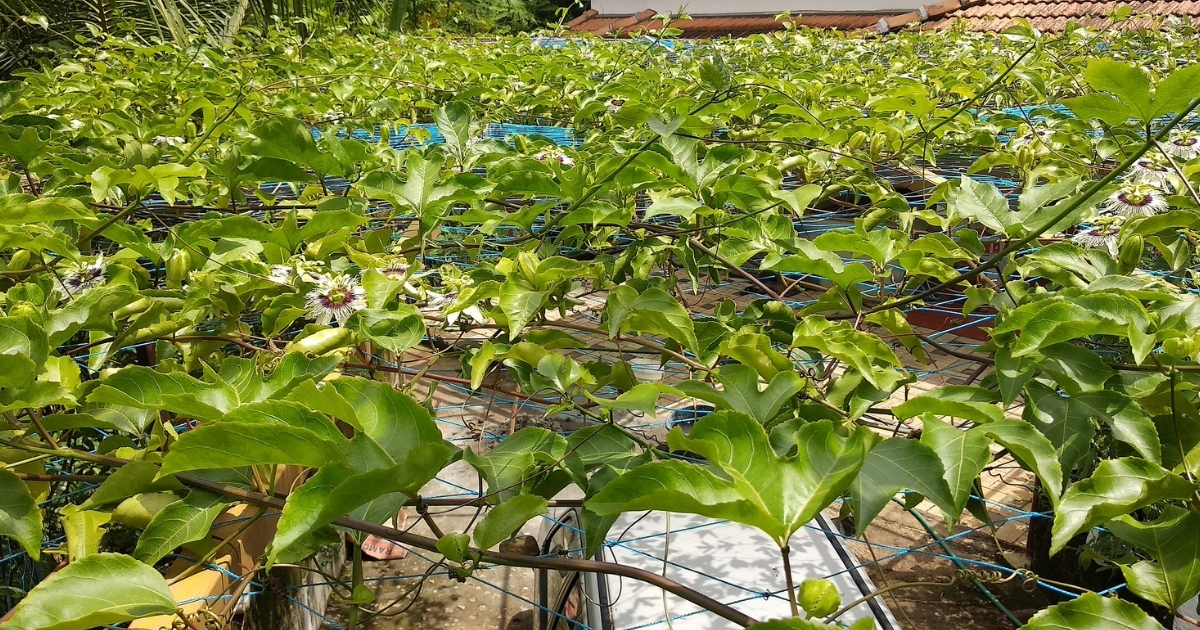 Bệnh trên chanh dây có thể do kỹ thuật canh tác chưa phù hợp