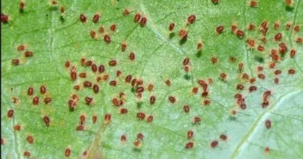 Lá xuất hiện đốm vàng li ti có thể là dấu hiệu nhện gây hại ở chanh dây