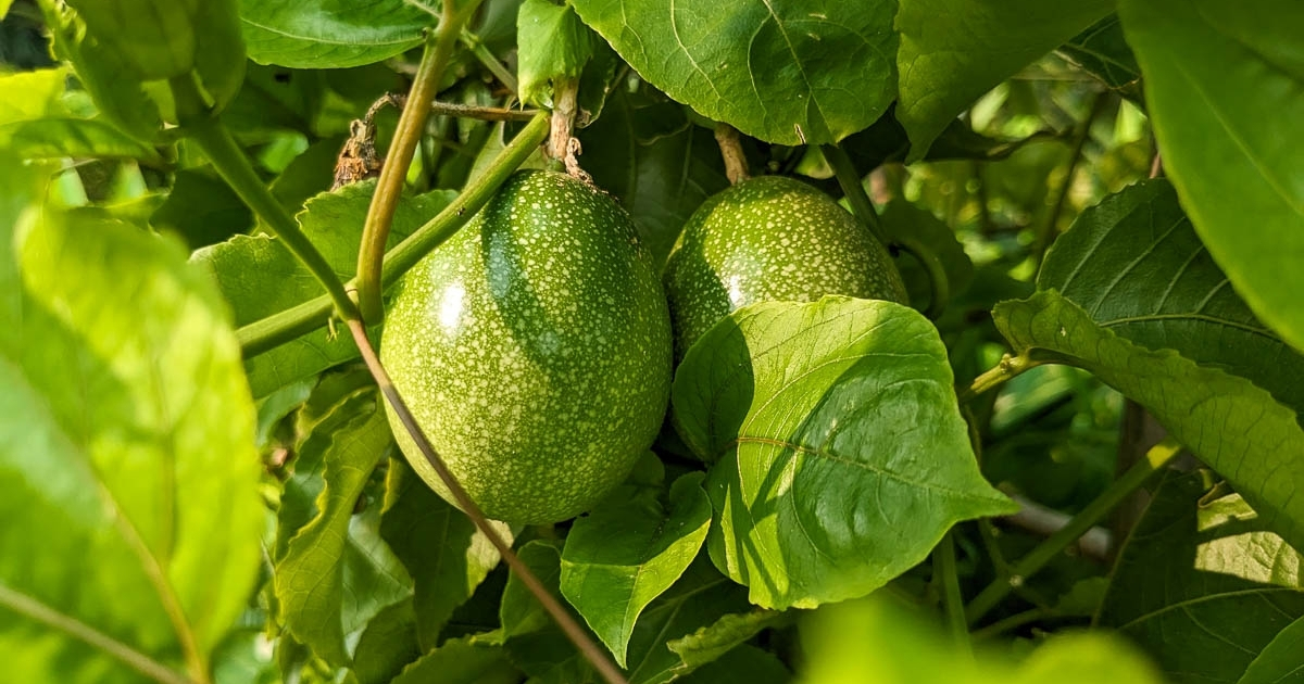 Các loại bệnh trên chanh dây thường gặp