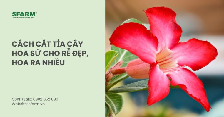 cach cat tia cay hoa su thumb