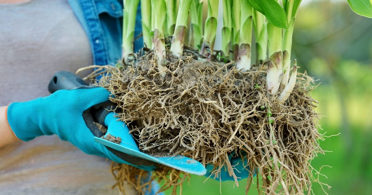 Tưới mật rỉ đường giúp kích thích rễ cây phát triển