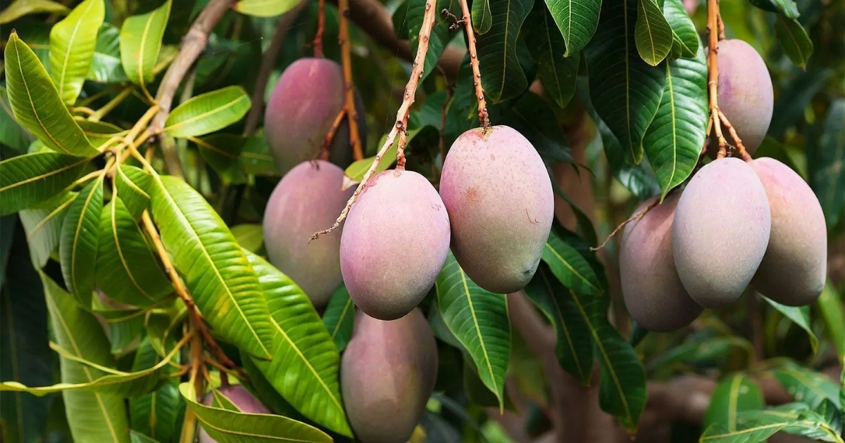 Nên tưới mật rỉ đường cho cây ăn quả vào giai đoạn ra hoa, đậu trái