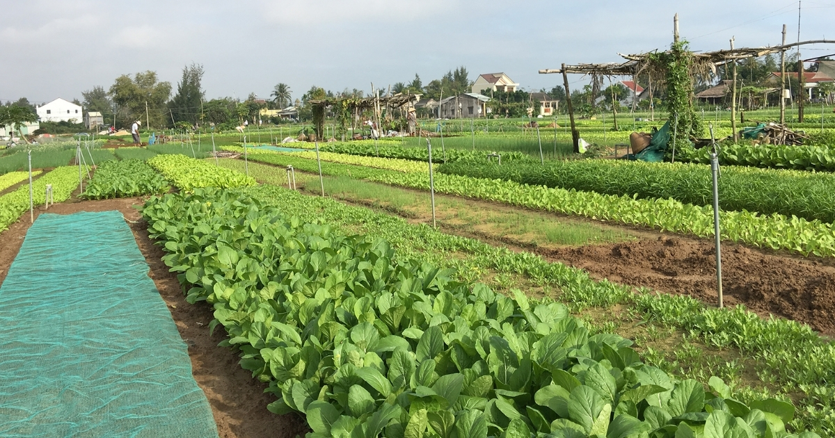 Tùy vào loại cây và điều kiện canh tác mà tần suất bón EM có thể khác nhau Tùy vào loại cây và điều kiện canh tác mà tần suất bón EM có thể khác nhau
