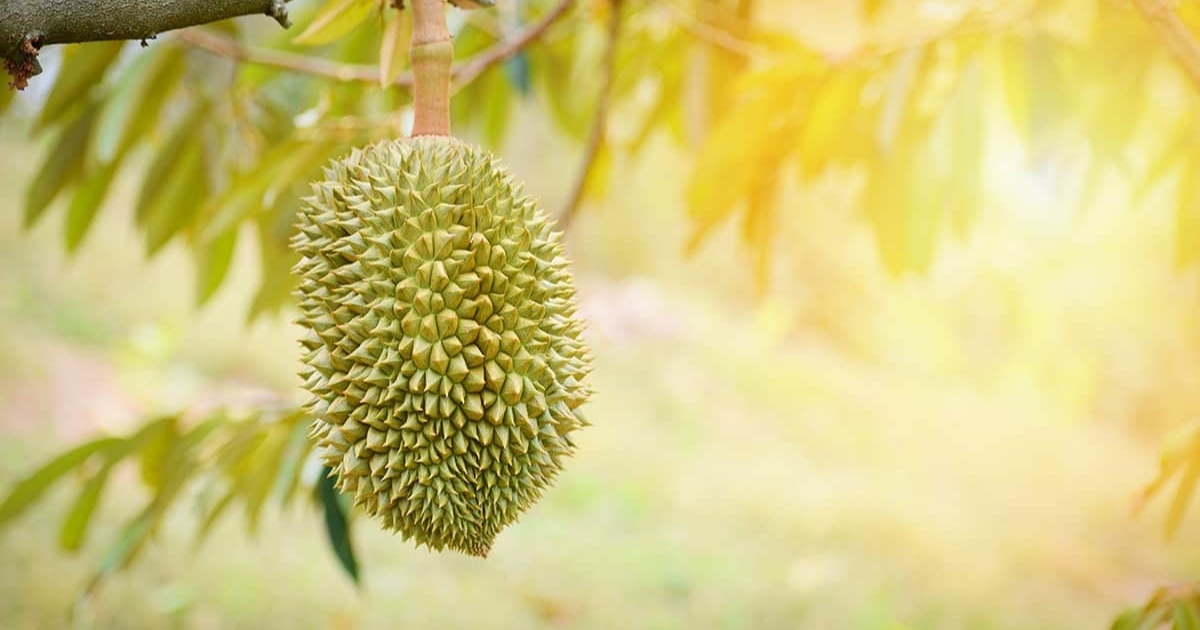 Tỉa bông giúp tập trung dinh dưỡng nuôi hoa và trái