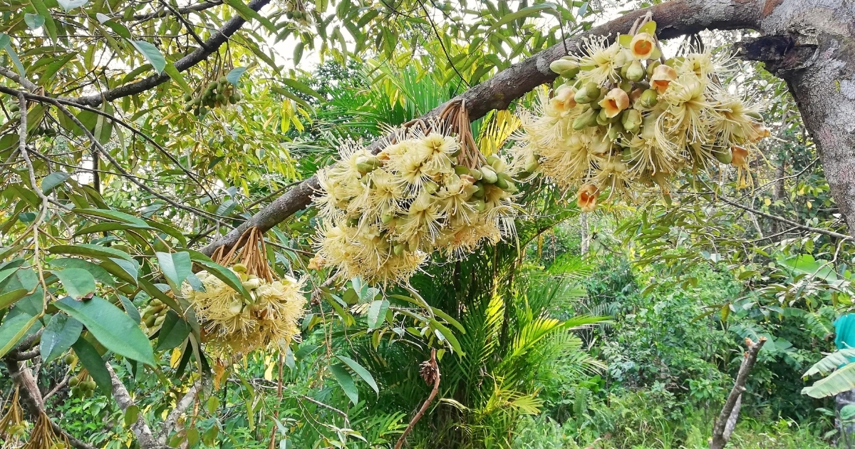 Giữ quá nhiều hoa có thể khiến cây bị thiếu dinh dưỡng