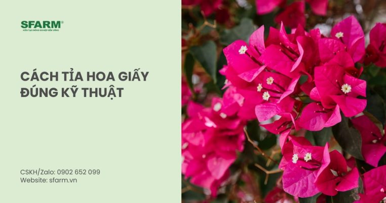 cach tia hoa giay thumb