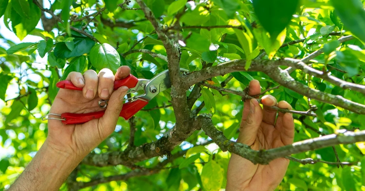 Quan sát để nhận diện cành cây trước khi tỉa