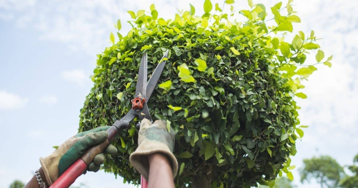 Kỹ thuật cắt tỉa cây cảnh