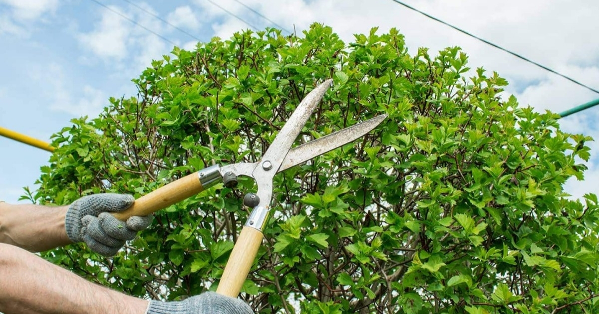 Cắt tỉa định kỳ làm tăng giá trị thẩm mỹ cho cây Cắt tỉa định kỳ làm tăng giá trị thẩm mỹ cho cây