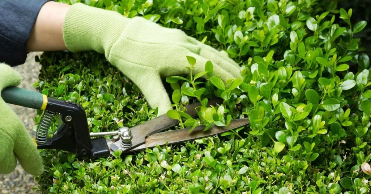 Hướng dẫn cách cắt tỉa cây xanh Hướng dẫn cách cắt tỉa cây xanh