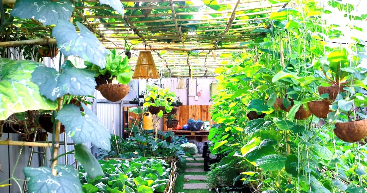 EM giúp hỗ trợ chuyển hóa dinh dưỡng khó tiêu thành dạng dễ hấp thu cho cây