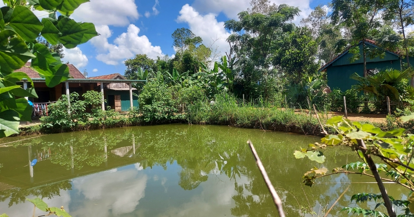Chế phẩm EM xử lý mùi hôi ao nuôi, cải thiện chất lượng nước thủy sản Chế phẩm EM xử lý mùi hôi ao nuôi, cải thiện chất lượng nước thủy sản