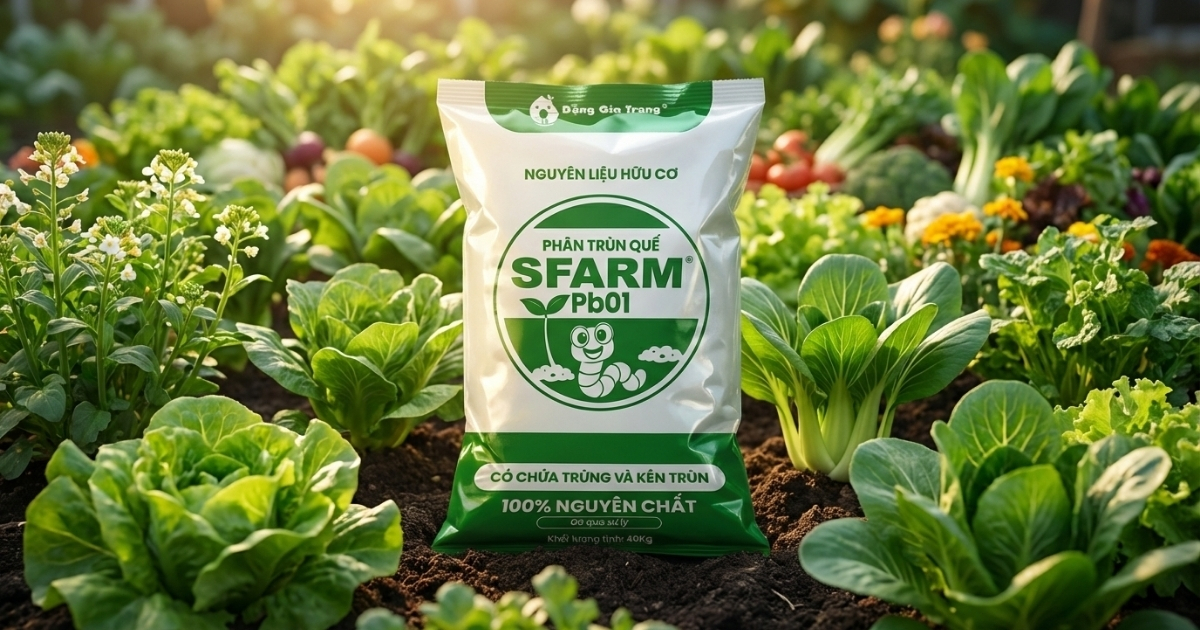Phân trùn quế cao cấp PB01 SFARM cung cấp dinh dưỡng an toàn cho cây