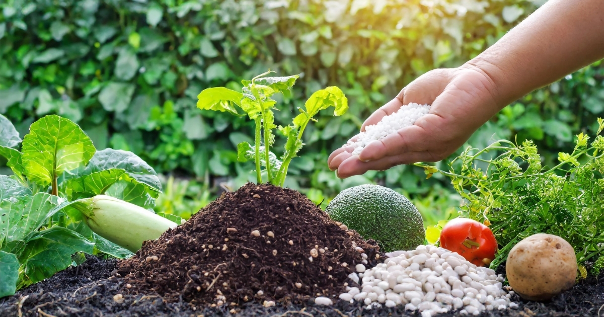 Phân ủ với EM giúp cây hấp thụ dinh dưỡng tốt hơn