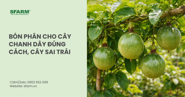 Bón phân cho cây chanh dây đúng cách, cây sai trái