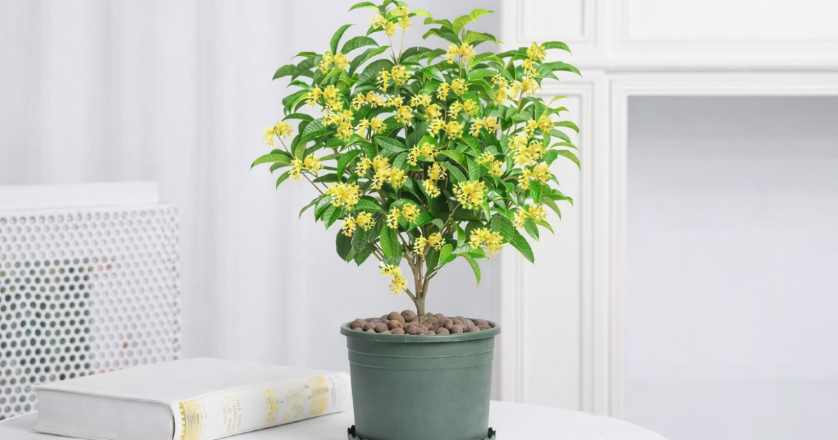 Cách trồng cây mộc hương trong chậu chi tiết