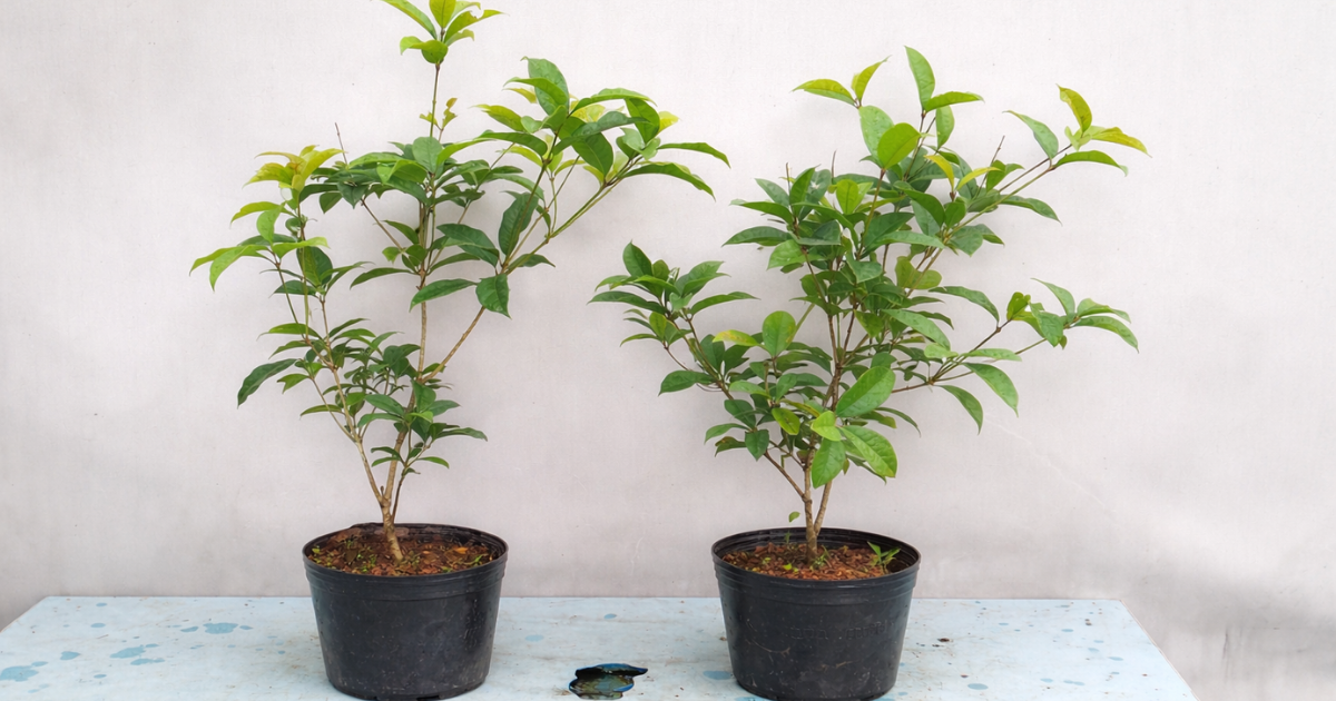 Chọn cây giống mộc hương khỏe mạnh