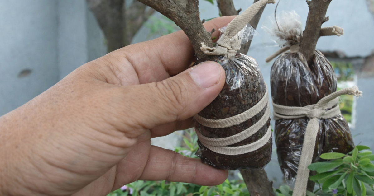 Bó đất cho cành chiết mộc hương