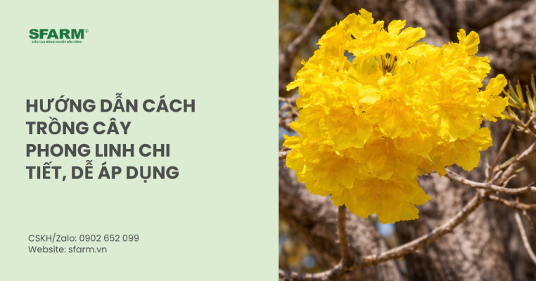 Hướng dẫn cách trồng cây phong linh chi tiết, dễ áp dụng