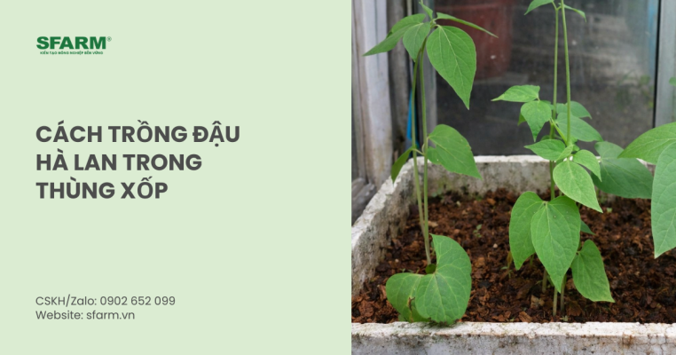 cách trồng đậu hà lan trong thùng xốp