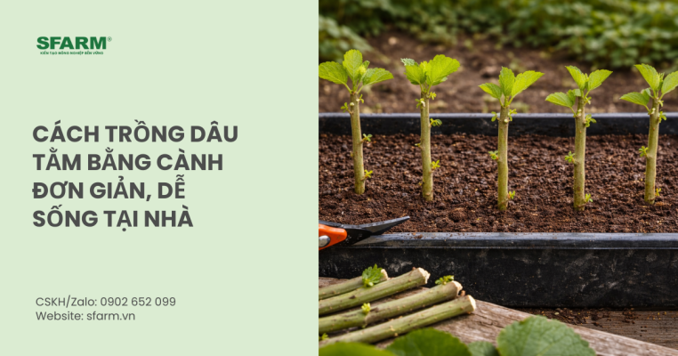 Cách trồng dâu tằm từ cành đơn giản, dễ sống tại nhà