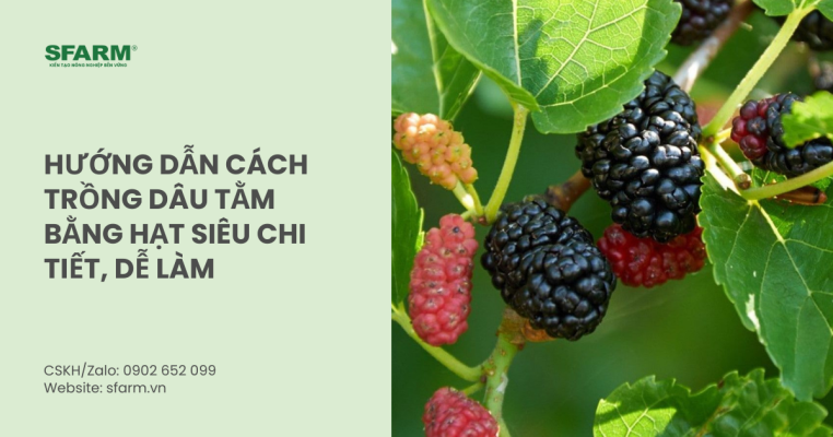Hướng dẫn cách trồng dâu tằm bằng hạt siêu chi tiết, dễ làm