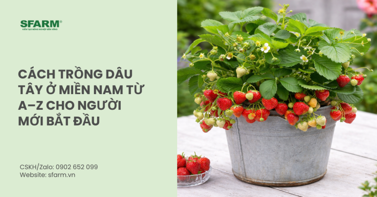 Cách trồng dâu tây ở miền Nam từ A–Z cho người mới bắt đầu