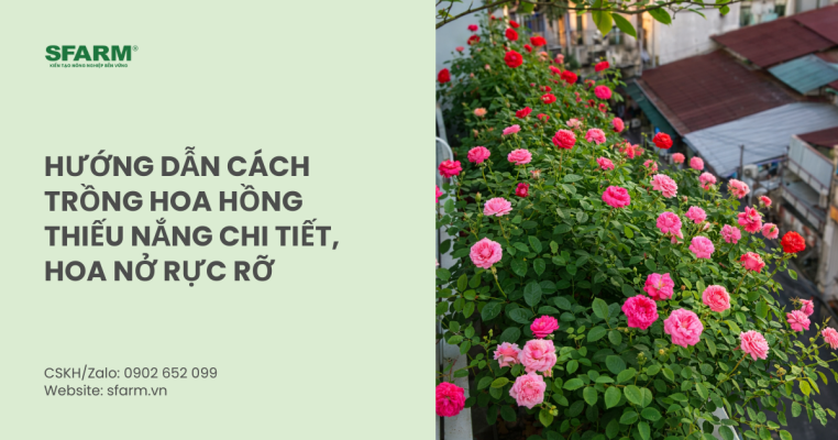Hướng dẫn cách trồng hoa hồng thiếu nắng chi tiết, hoa nở rực rỡ