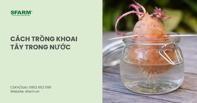 cách trồng khoai tây trong nước