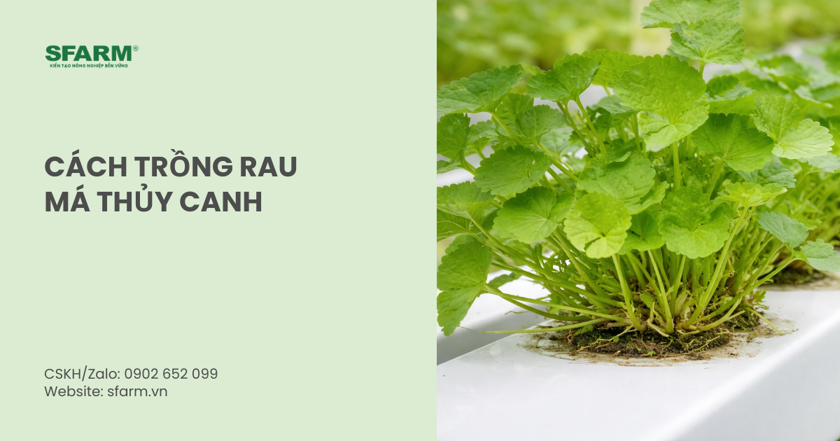 Cách trồng rau má thủy canh tại nhà đơn giản, năng suất cao