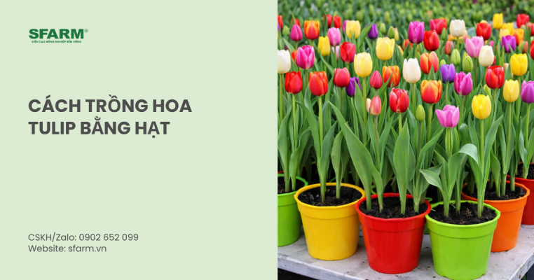 Cách trồng hoa tulip bằng hạt