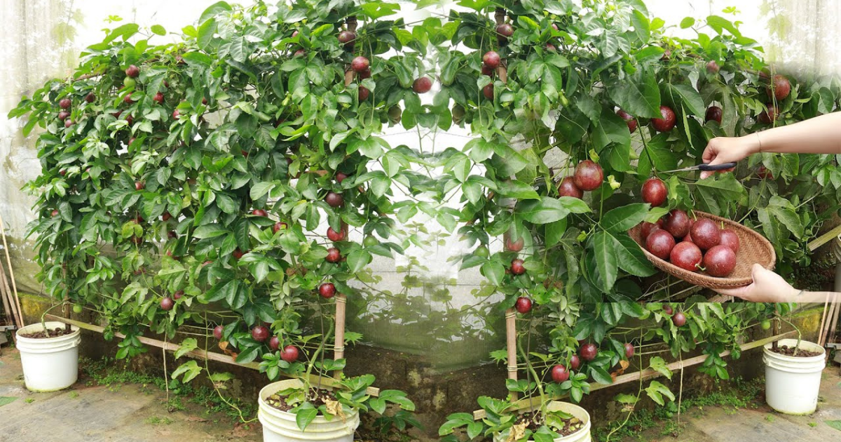 Chăm sóc đúng cách giúp cây đạt năng suất cao