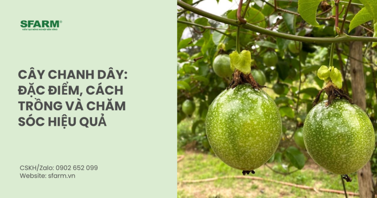 Cây chanh dây: Đặc điểm, cách trồng và chăm sóc hiệu quả