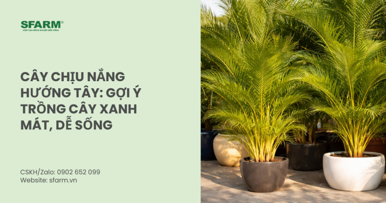 Cây chịu nắng hướng tây: Gợi ý trồng cây xanh mát, dễ sống