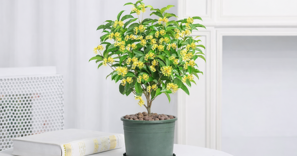 Cây mộc hương hợp tuổi nào