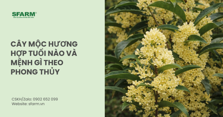 Cây mộc hương hợp tuổi nào và mệnh gì theo phong thủy