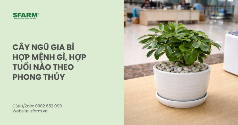 Cây ngũ gia bì hợp mệnh gì, hợp tuổi nào theo phong thủy