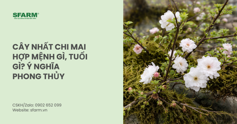 Cây nhất chi mai hợp mệnh gì, tuổi gì? Ý nghĩa phong thủy