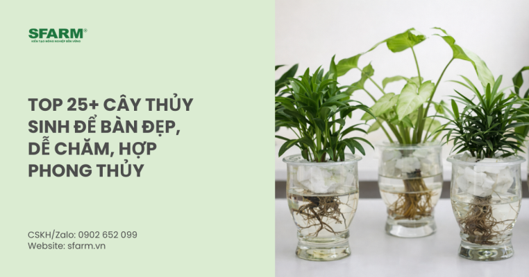 cây thủy sinh để bàn