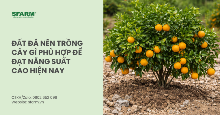 Đất đá nên trồng cây gì phù hợp để đạt năng suất cao hiện nay