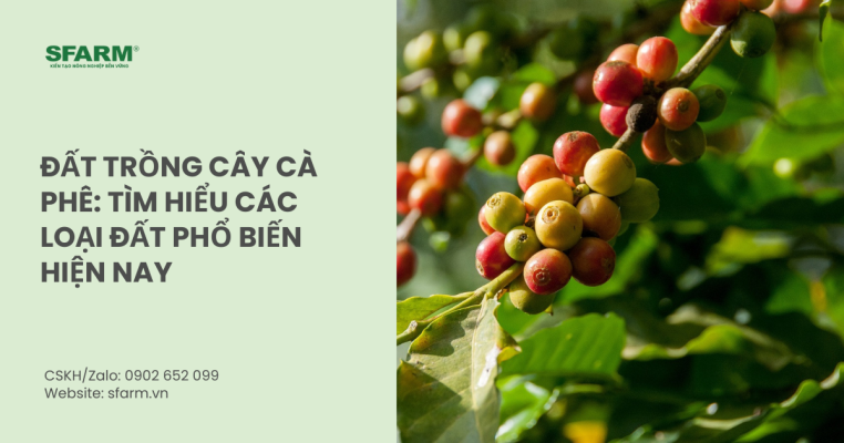 Đất trồng cây cà phê: Tìm hiểu các loại đất phổ biến hiện nay