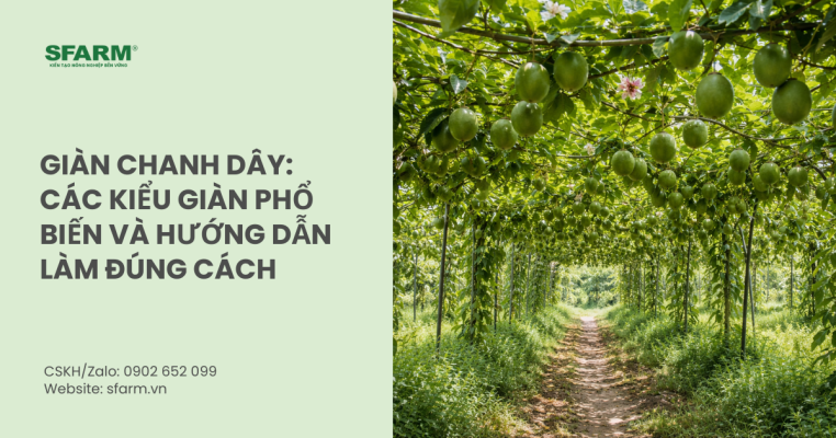Giàn chanh dây: Các kiểu giàn phổ biến và hướng dẫn làm chi tiết