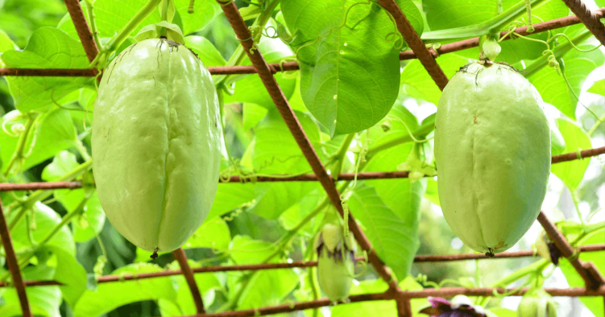 Giống chanh dây khổng lồ