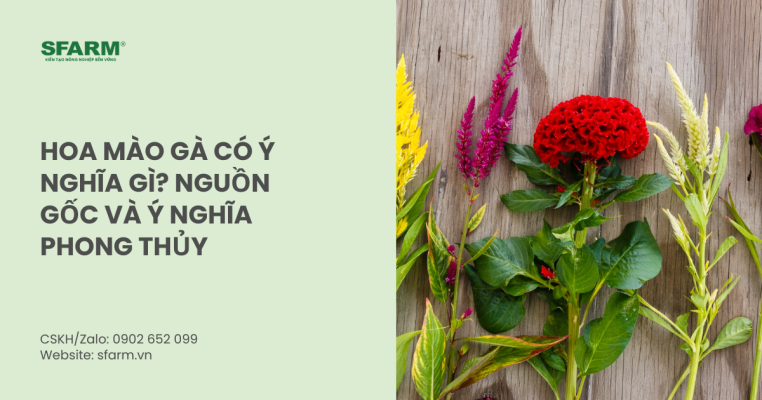 Hoa mào gà có ý nghĩa gì? Nguồn gốc và ý nghĩa phong thủy