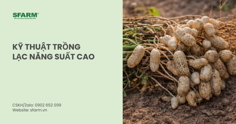 kỹ thuật trồng lạc năng suất cao